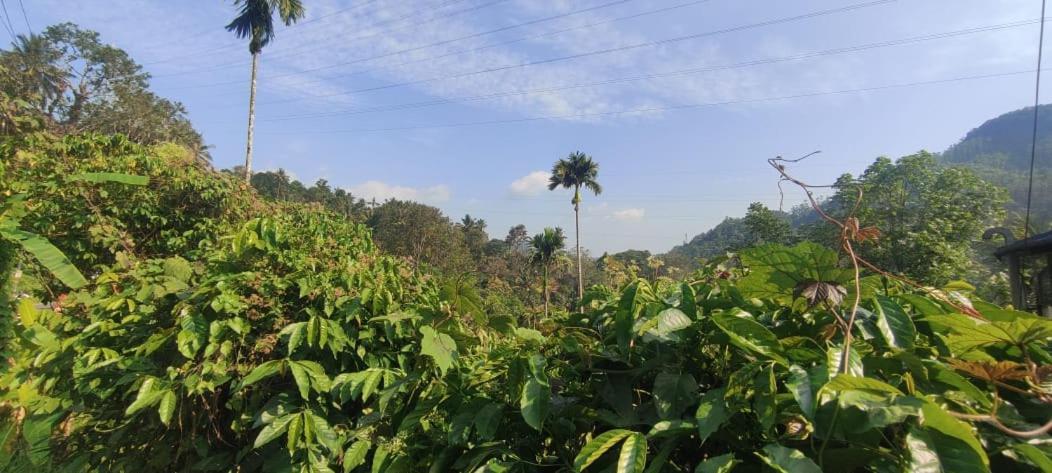 Anaviratty Riya Home Stay Munnar מראה חיצוני תמונה
